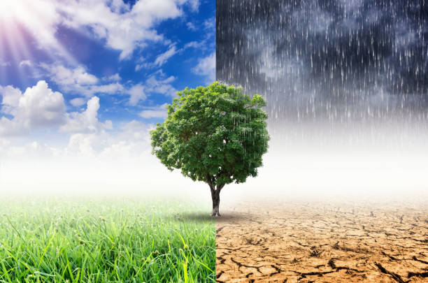 Concept of climate change. Landscape of Trees With the changing environment, Concept of climate change. climate stock pictures, royalty-free photos & images