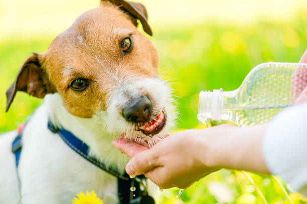 Concept of dog days of summer with thirsty and dehydrated dog drinking water from human hands stock photo