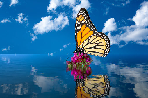 Concept of global warming with sea level rise due to climate change covering the remaining flower with butterfly on it