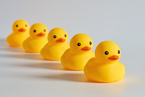 Concept of leadership, compliance or obedience. Rubber ducks or ducklings in a row.