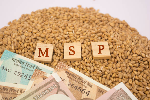 Concept of MSP or Minimum support price of Wooden blocks on pile of wheet grains on isolated background. Concept of MSP or Minimum support price of Wooden blocks on pile of wheet grains on isolated background crop yield stock pictures, royalty-free photos & images
