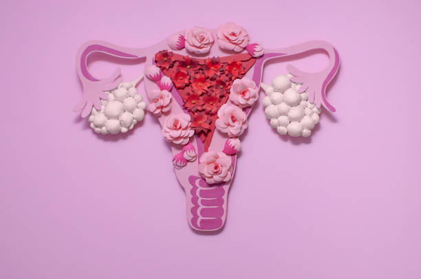 Concept polycystic ovary syndrome, PCOS. Women reproductive system. Concept polycystic ovary syndrome, PCOS. Paper art, awareness of PCOS, image of the female reproductive system ovary photos stock pictures, royalty-free photos & images