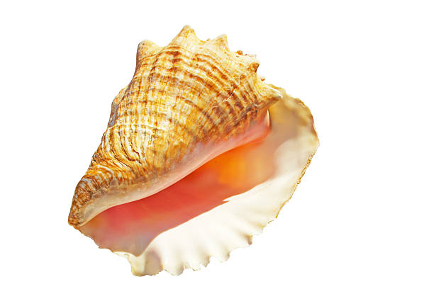 Conch Shell stock photo