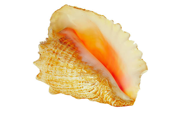 Conch Shell stock photo