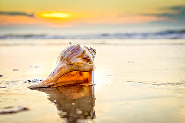 Conch shell, sunrise and ocean waves Dramatic sunrise or sunset with a close-up of a colorful shell. seashell stock pictures, royalty-free photos & images