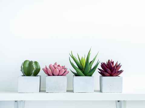 Green, red and pink succulent plants and green cactus in modern geometric concrete planters on white wood shelf isolated on white background with copy space. Cement pots, cubic shape.