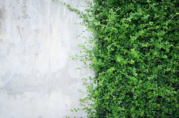 бетонная стена с декоративными растениями. - вьющееся растение стоковые фото и изображения
