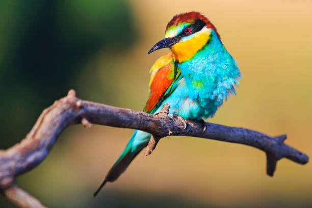 condescending glance an exotic bird condescending glance an exotic bird,Wildlife, animals quetzal stock pictures, royalty-free photos & images