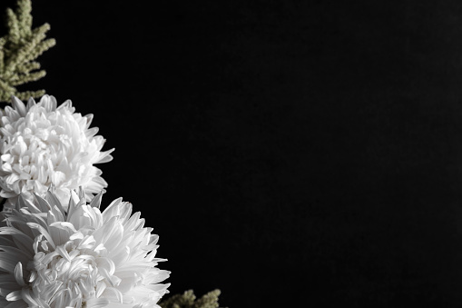 condolence card with aster flowers on the dark background
