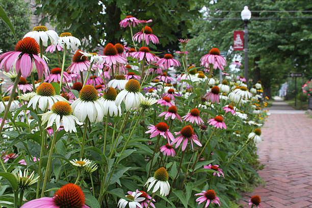 Cone Flower Garden stock photo