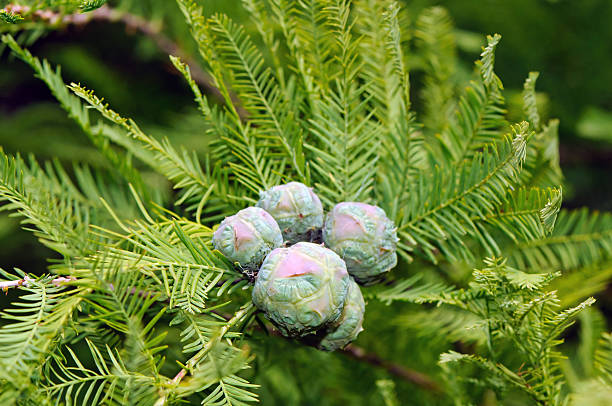 cones and foliage of bald cypress (taxodium distichum) - bald cypress tree stockfoto's en -beelden