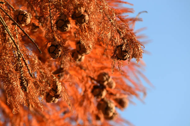 kegels van kale cypress met rode herfst bladeren - bald cypress tree stockfoto's en -beelden