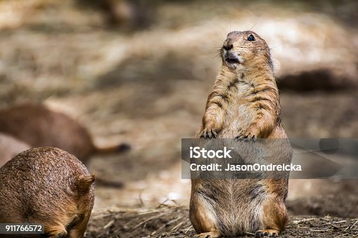 istock A confused looking Prairie Dog 911766572