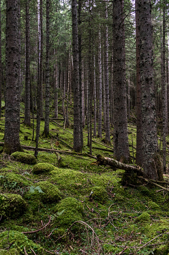 Coniferous forest in the National Park Berchtesgaden, Ramsau, Bavaria, Germany.