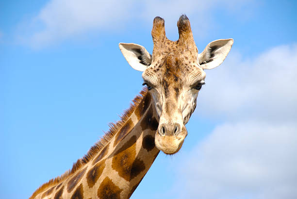 Contented Giraffe Headshot of giraffe against a blue sky with some cloud. masai giraffe stock pictures, royalty-free photos & images