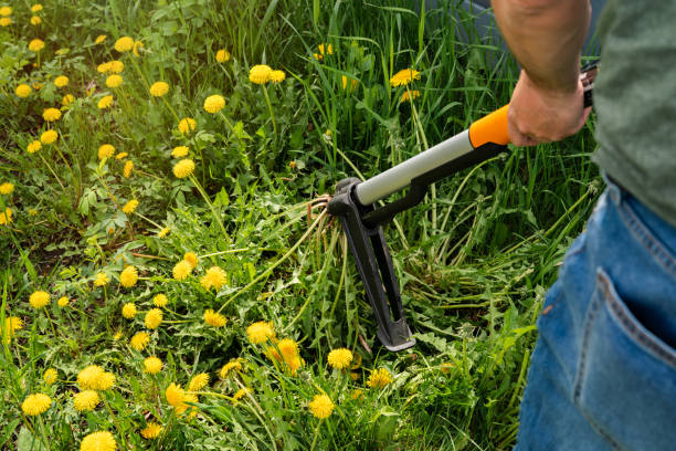 Controlling weeds. Seasonal yard work. Mechanical device for removing dandelion weeds by pulling the tap root stock photo