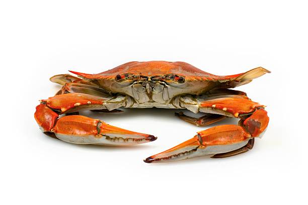 Cooked Blue Crab facing Camera on White Background stock photo