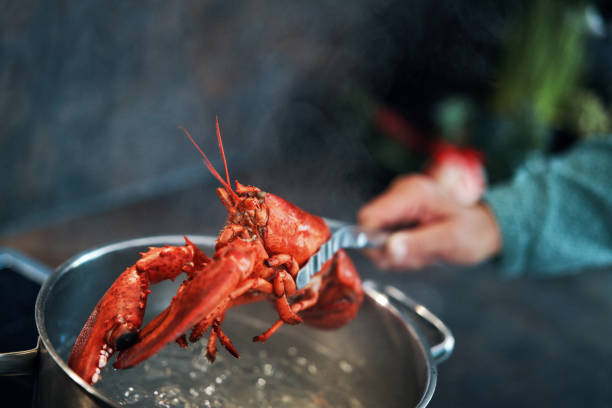 Cooking Fresh Healthy Lobster in Domestic Kitchen stock photo