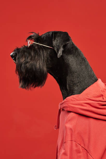 cooler schwarzer hund im kapuzenpullover - seventyfour stock-fotos und bilder