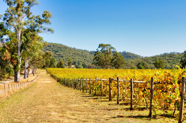 Cool climate wine region - King Valley stock photo