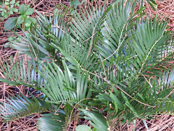 Coontie Palm (Zamia integrifolia) also known as Florida Arrowroot stock photo