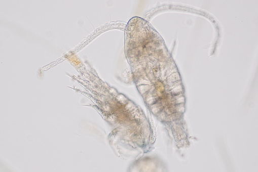 Copepod Are A Group Of Small Crustaceans Found In The ...
