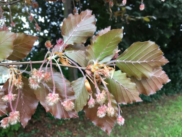Copper beech tree - male flowers & leaves stock photo