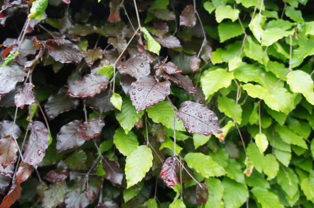 Copper & Common beech hedge - leaves stock photo