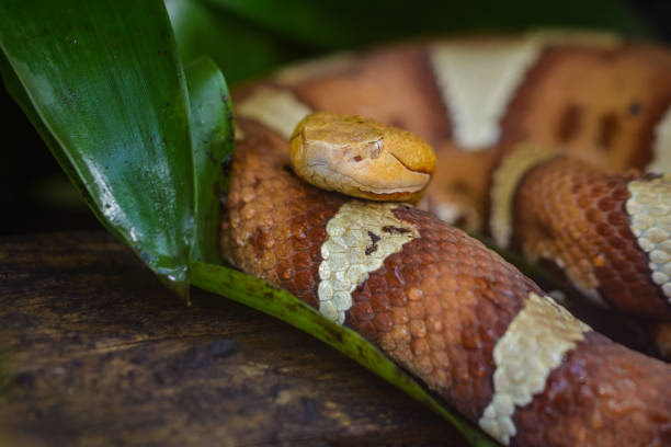 Copperhead hiding within leaves stock photo