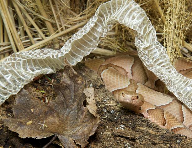 Copperhead, Southern stock photo