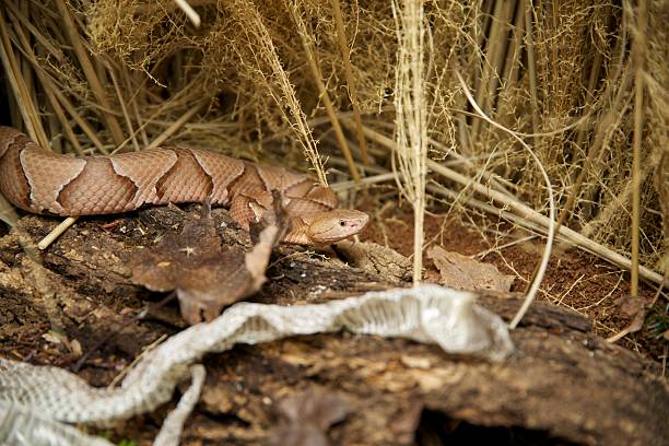 Copperhead, Southern stock photo