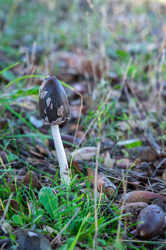 Coprinopsis picacea is a species of fungus in the family Psathyrellaceae. It is commonly called magpie inkcap fungus, Coprinus picaceus, vertical.