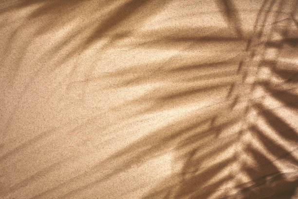 copia lo spazio della foglia di palma ombra su sfondo della trama della spiaggia di sabbia - sabbia foto e immagini stock