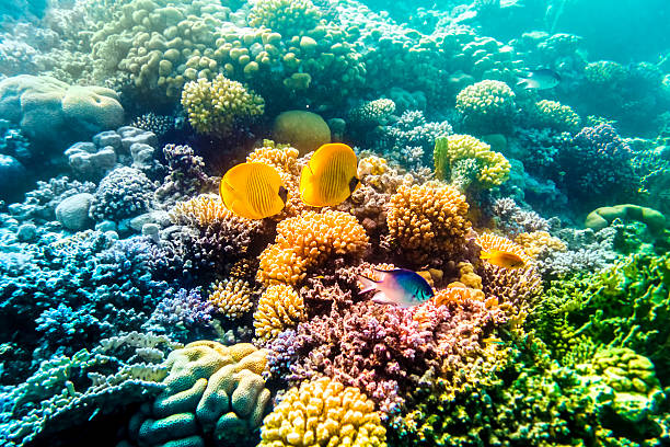 Reef Scape Stock Photos, Pictures & Royalty-Free Images - iStock
