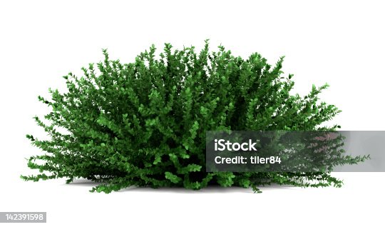 istock coral beauty bush isolated on white background 142391598