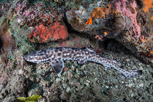 Coral Catshark on Seafloor stock photo