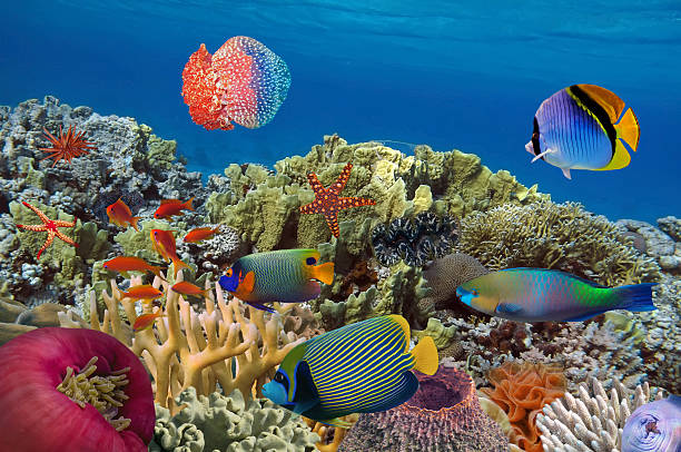 Coral garden with starfish and colorful tropical fish stock photo