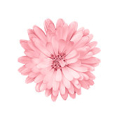 Coral or pink daisy, chamomile isolated on white background. Camomile flower head close up. Deep focus.