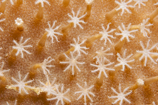 Coral Polyps Osprey Reef Trip - Coral Polyps stetner stock pictures, royalty-free photos & images
