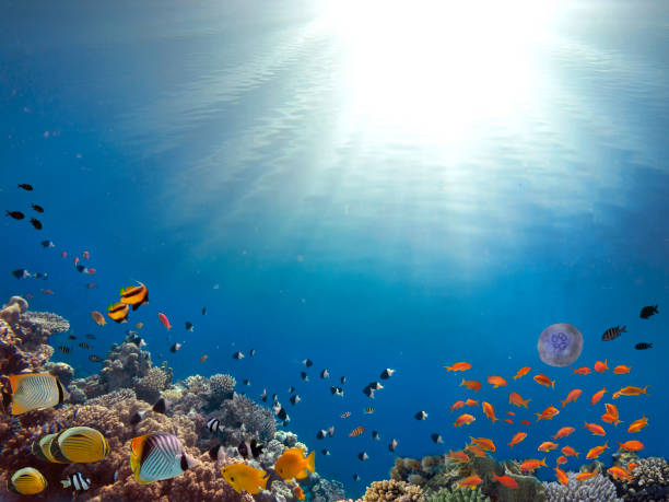 Coral Reef and Tropical Fish in Sunlight stock photo