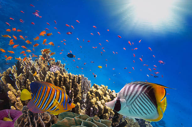 Coral Reef and Tropical Fish in Sunlight stock photo
