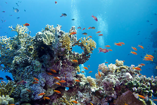 coral reef at the bottom of tropical sea stock photo