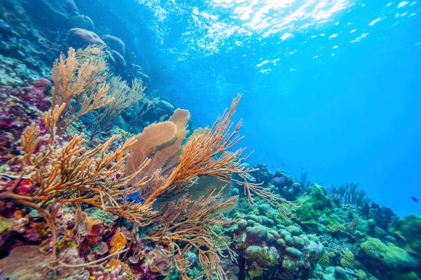 Coral reef Bonaire underwater stock photo