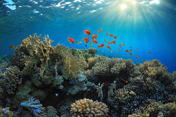 Coral reef stock photo