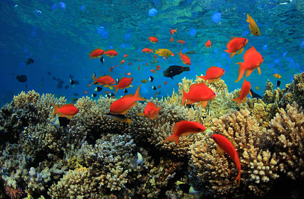 coral reef stock photo