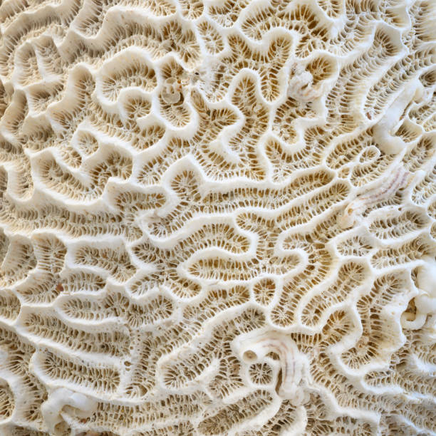 Coral Reef Texture, Macro Close-Up Huge Coral Reef Texture, Macro Close-Up. Nikon Z7. Converted from RAW. coral cnidarian photos stock pictures, royalty-free photos & images