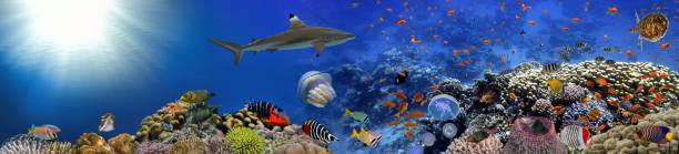 Coral reef underwater panorama with school of colorful tropical fish stock photo