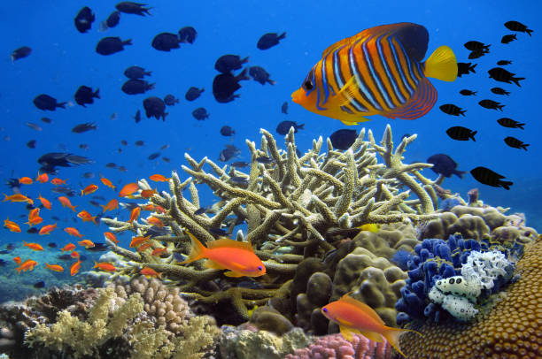 Coral reef underwater panorama with school of colorful tropical stock photo