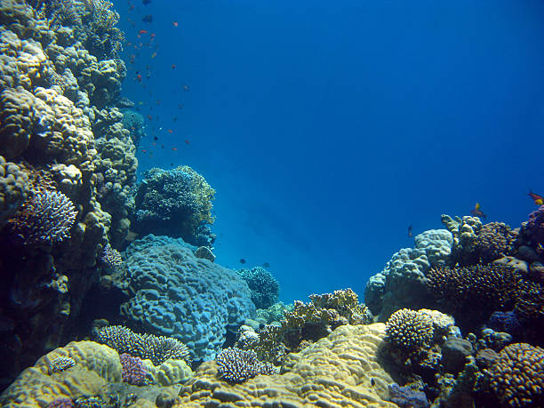 coral reef with at the bottom of tropical sea stock photo