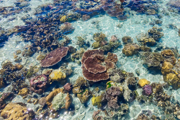 Coral reef with crystal view ocean stock photo